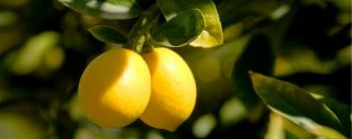 Lemons